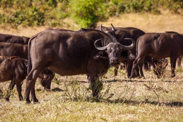 istock Cape Buffalo at Chobe, Botswana safari wildlife 1182960318