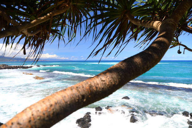 palmier de maui - maui beach palm tree island photos et images de collection