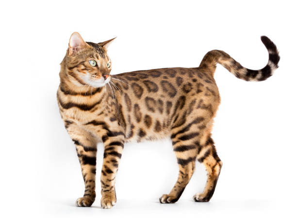 istock Bengal cat isolated on white background. Purebred 1182961942