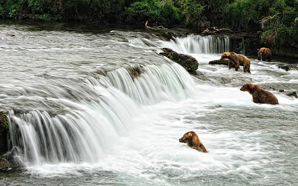 istock Bears at Brooks Falls, Alaska 118296457