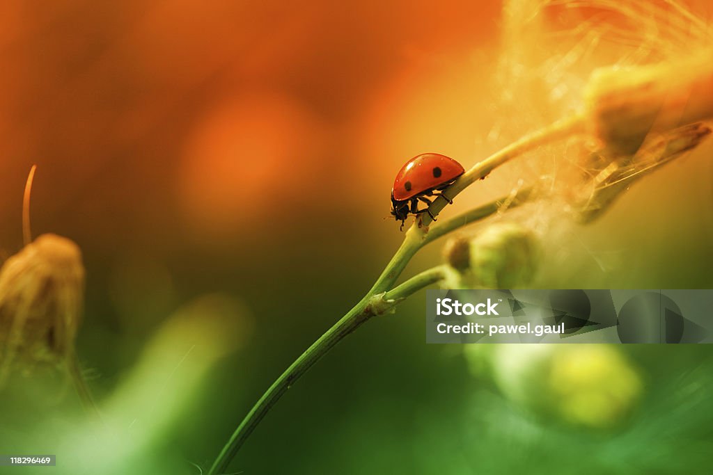 Coccinella seduta su Fiore di campo durante il tramonto - Foto stock royalty-free di Camminare