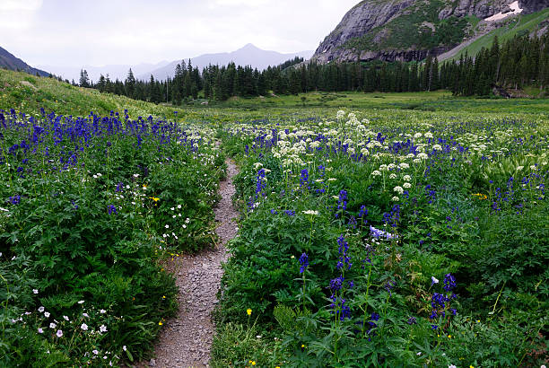 Alpine meadow in Colorado Rocky Mountains stock photo