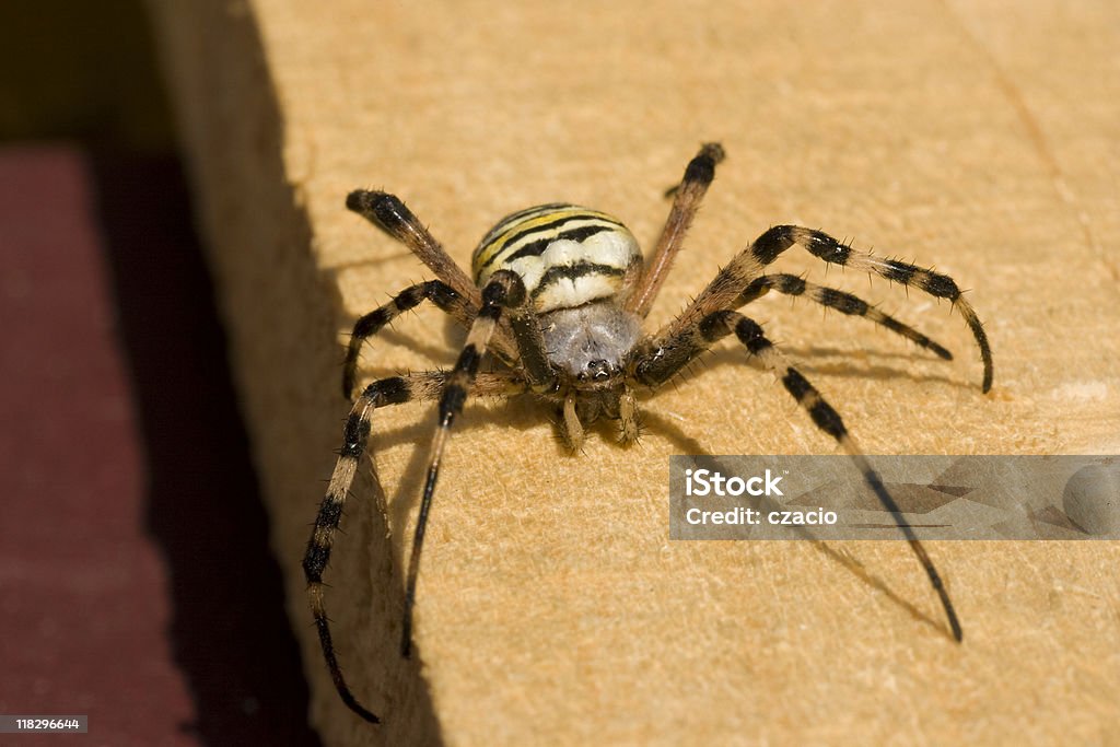 Aranha - Royalty-free Animal Foto de stock