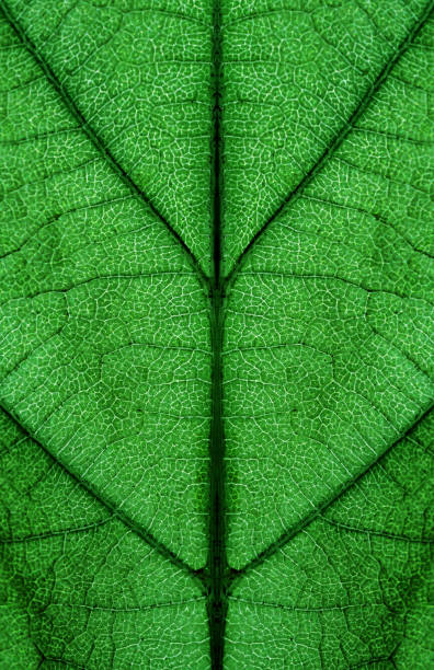istock Super Symmetry in Green 1182967229