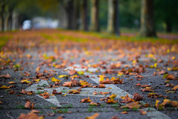 An empty deserted road covered with fallen leafs alongside rows of trees during autumn fall season An empty deserted road covered with fallen leafs alongside rows of trees during autumn fall season berkel stock pictures, royalty-free photos & images