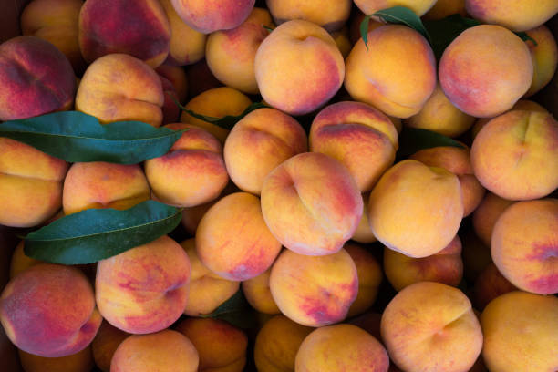 istock Group ripe peaches at a market 1182967633