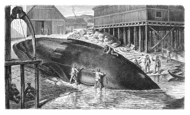 Whaler cutting up fin whale in Norway Fin whale - razorback - finfish ( Balaenoptera physalus )
Original edition from my own archives
Source : "Die Thierwelt R. Bommeli" 1894 whaling stock illustrations