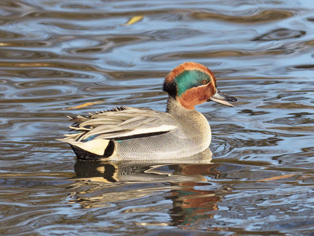 istock A male Teal on a lake 1182968345