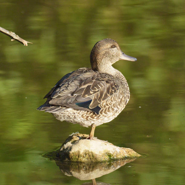 istock A female Teal rests on a stone in a lake 1182968392