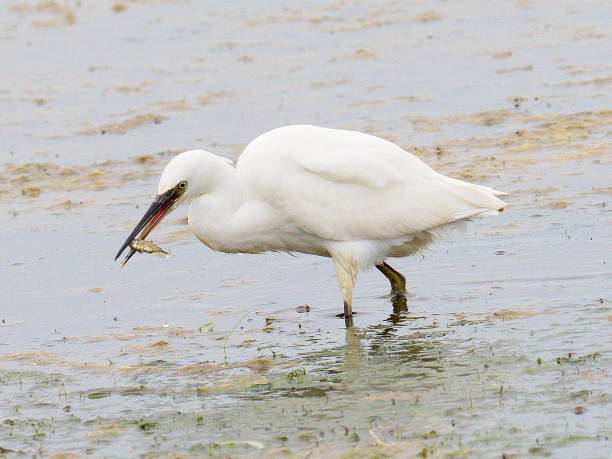 istock A LIttle Egret catches a fish in shallow water 1182968550