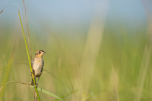 A Saltmarsh Sparrow perched on green marsh grasses in the bright sun with a smooth green and blue background.