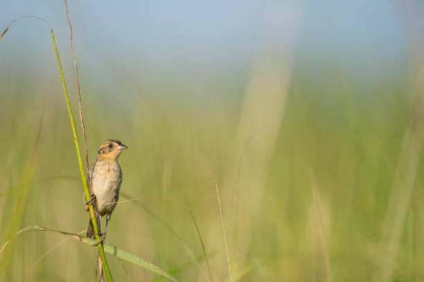 A Saltmarsh Sparrow perched on green marsh grasses in the bright sun with a smooth green and blue background. stock photo