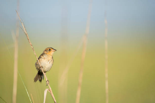 A Saltmarsh Sparrow perched on brown marsh grasses in the bright sun with a smooth green and blue background.