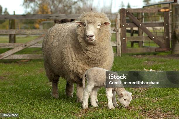 Ewe Con Cordero Foto de stock y más banco de imágenes de Oveja merina - Oveja merina, Aire libre, Animal