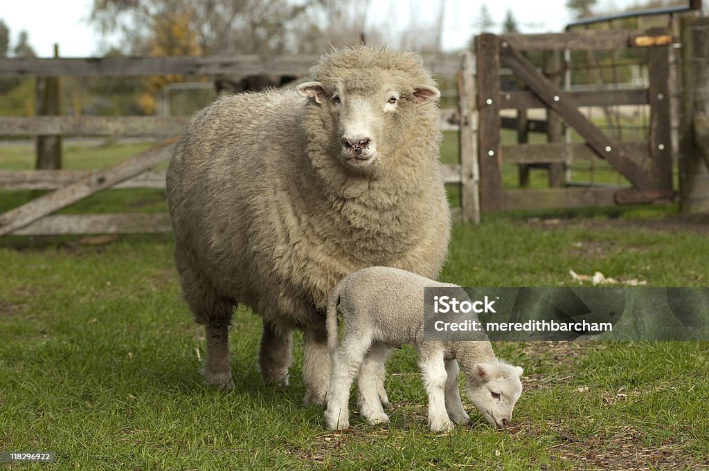 Pecora femmina con agnello - Foto stock royalty-free di Pecora merino