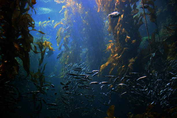 istock swimming around in kelp forest 1182969480