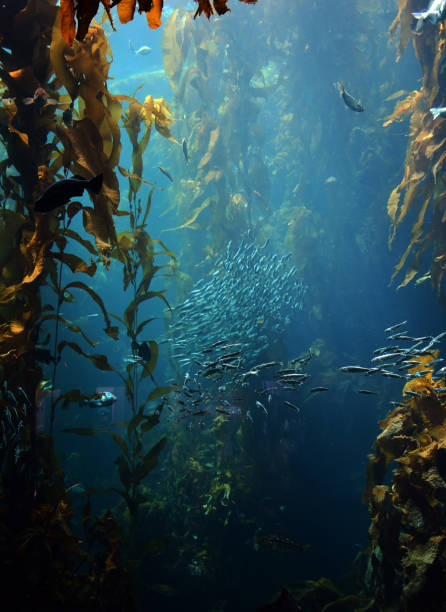 istock fish swimming around in kelp forest 1182969498
