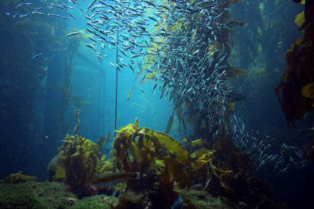 istock fish swimming around in kelp 1182969503