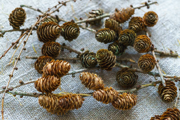 istock Small cones of larch lie on the table. 1182969721