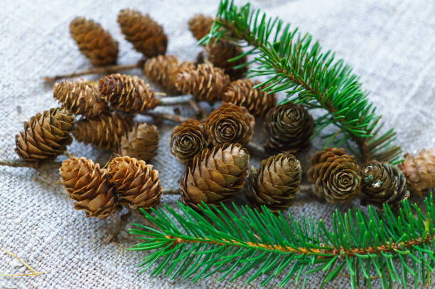 istock Small cones of larch lie on the table. 1182969759