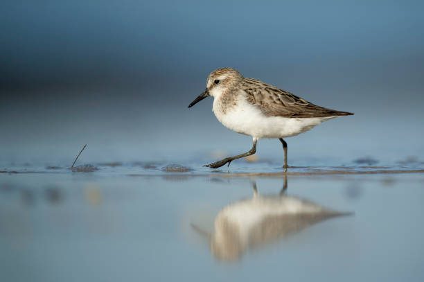 istock A Semipalmated Sandpiper stands on a wet sandy beach in the bright sun with its reflection and a smooth foreground and background. 1182969946