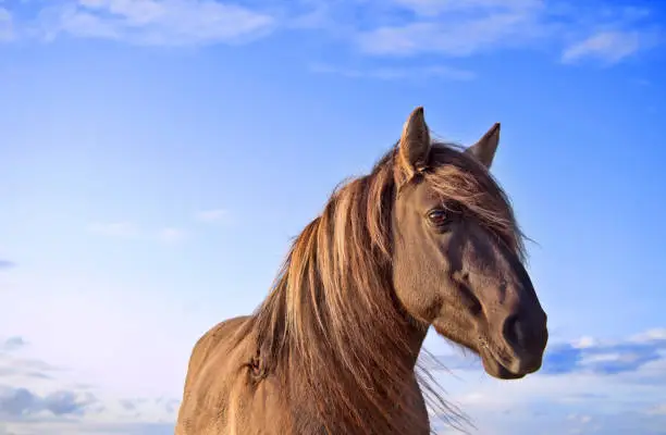 Portrait (head) of semi-feral Konik Polski horse during the sunset. Blue sky with some clouds at the background. Copy space.