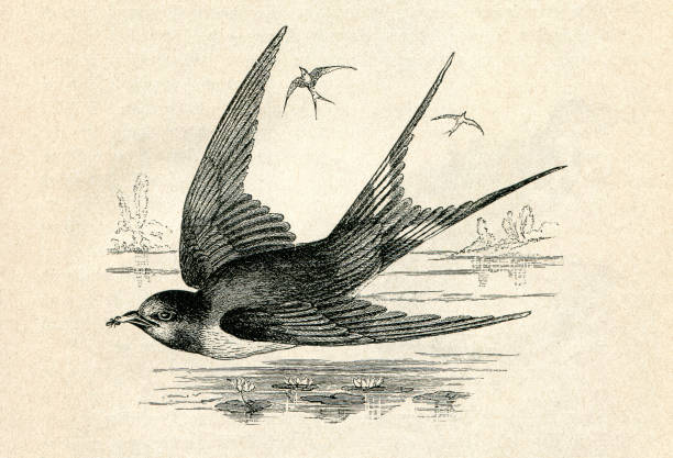 Swallow bird flying illustration ( Barn ) swallow ( Hirundo rustica )
Original edition from my own archives
Source : "Die Thierwelt R. Bommeli" 1894 barn swallow stock illustrations