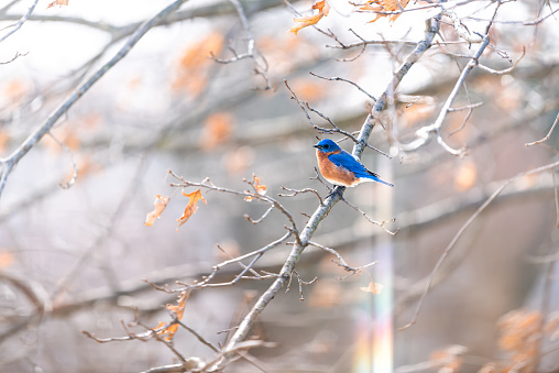 Rainbow flare and one blue male bluebird bird perched on oak tree during winter spring autumn in Virginia with vibrant color