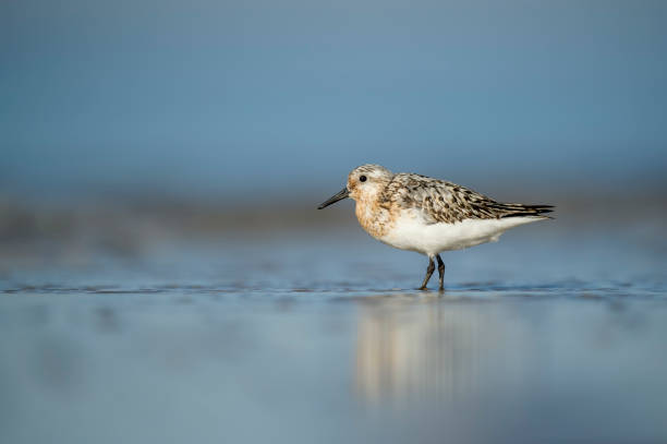 istock A Sanderling stands on a wet sandy beach in the bright sun with its reflection and a smooth foreground and background. 1182971067
