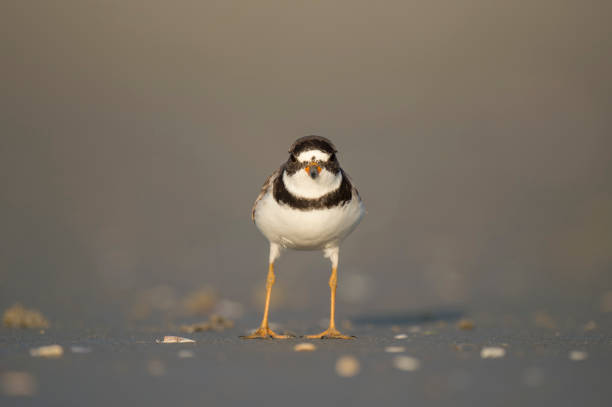 istock A Semipalmated Plover walks on a sandy beach in the low golden sunlight with a smooth background and foreground. 1182971158