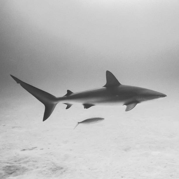 istock Scuba diving with sharks 1182971188
