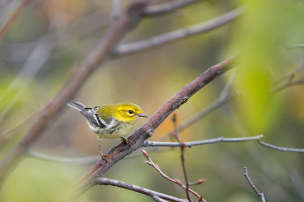 istock A Black-throated Green Warbler perched in a tree with green leaves in its fall non-breeding plumage. 1182973051