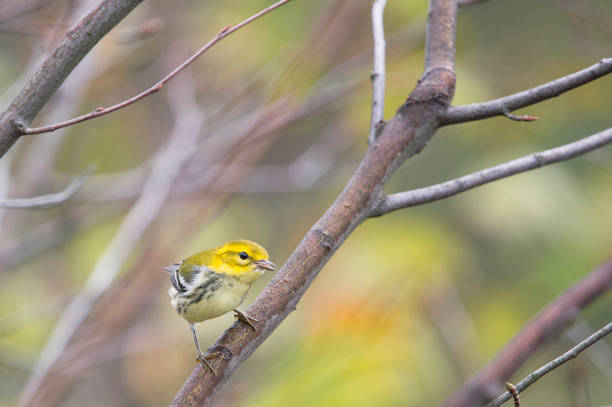 istock A Black-throated Green Warbler perched in a tree with green leaves in its fall non-breeding plumage. 1182973311