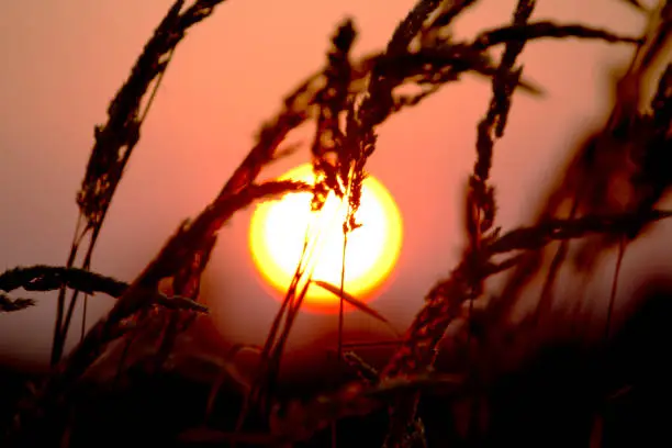 Photo of Tall grass with full moon in the background in the evening hour