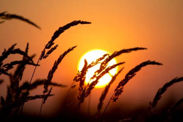 Photo of Tall grass with full moon in the background in the evening hour