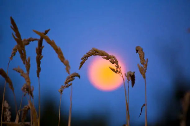 Photo of Tall grass with full moon in the background in the evening hour
