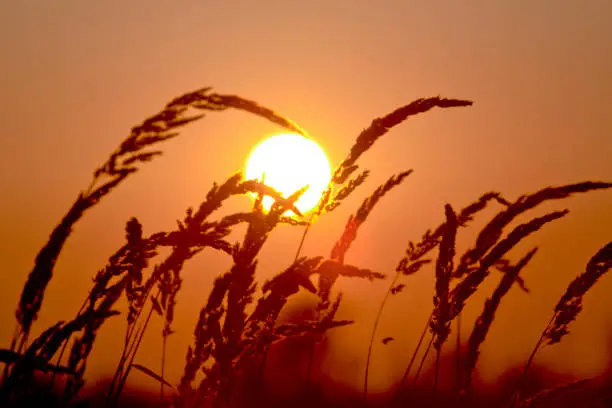 Photo of Tall grass with full moon in the background in the evening hour