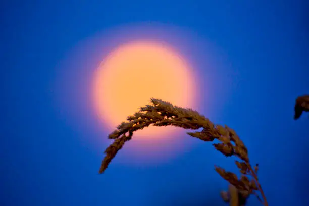 Photo of Tall grass with full moon in the background in the evening hour