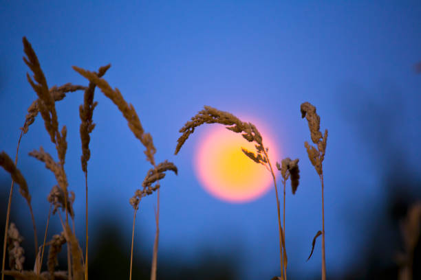 Full moon and grass