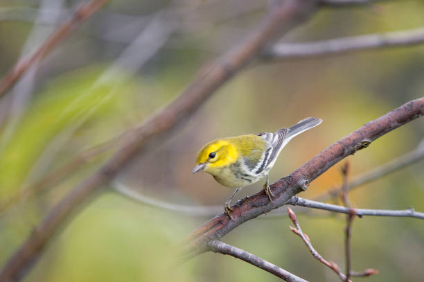 istock A Black-throated Green Warbler perched in a tree with green leaves in its fall non-breeding plumage. 1182974189