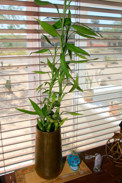 dracaena sanderiana nativa da áfrica central e comumente comercializada como "bambu de sorte" - dracaena sanderiana - fotografias e filmes do acervo