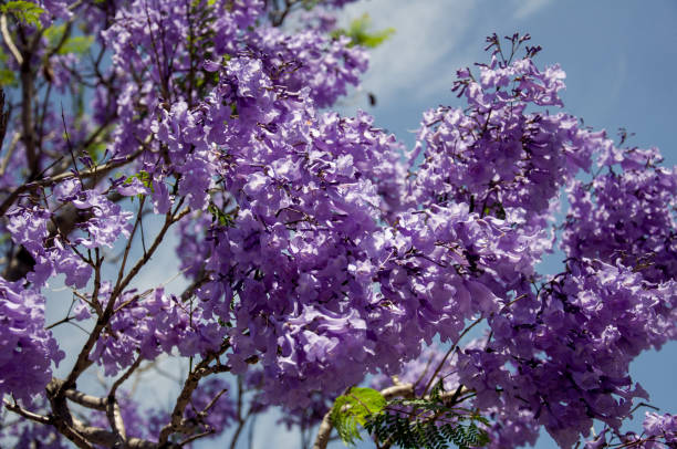 istock Jacaranda tree in a full bloom with beautiful purple flowers 1182974552