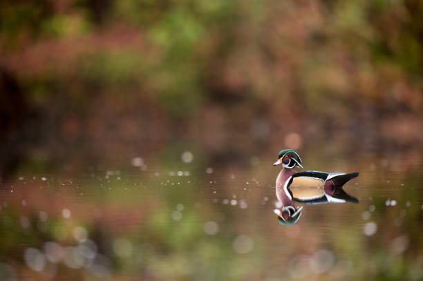 A male Wood Duck swims on calm water with its reflection and a smooth background of autumn colorful leaves. stock photo