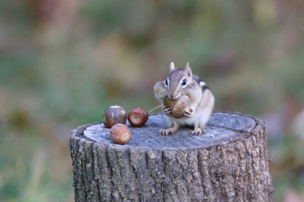 ein östlicher chipmunk findet im herbst eine eichel - streifenhörnchen stock-fotos und bilder