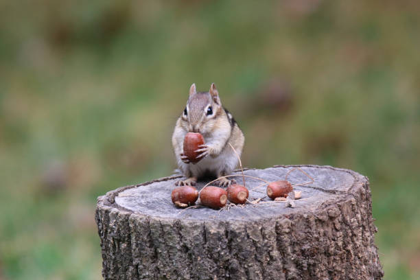 istock Eastern Chipmunk Finding Acorns to Store Away for Winter 1182975188