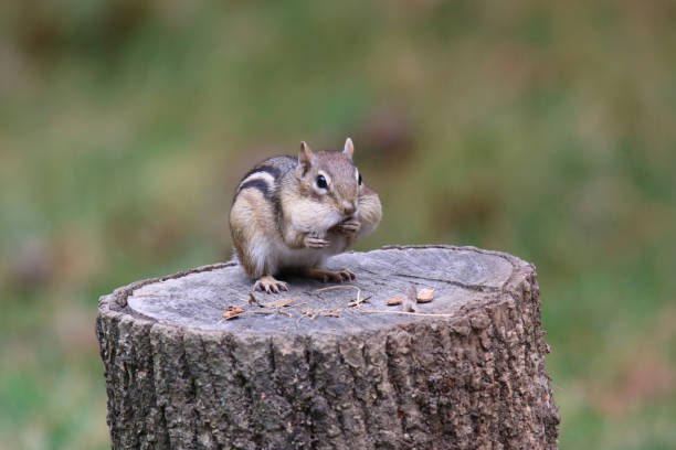 istock Eastern Chipmunk with full cheek pouches 1182975200