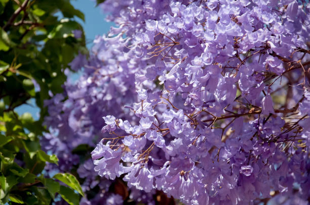 istock Jacaranda tree in a full bloom with beautiful purple flowers 1182975208