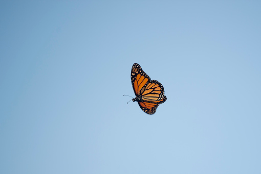 A Monarch Butterfly flying in the air in a bright blue clear sky.