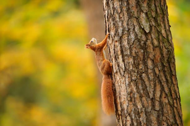 istock Red squirrel climbing on the tree trunk with yellow background. 1182976604