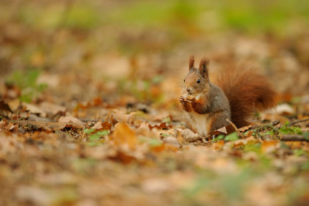 istock Red brown squirrel holding nut in her paws. 1182976612